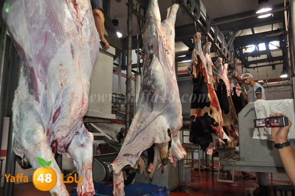 Jam3iya la7m3n (35).JPG